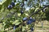 Vand rachiu (țuica) de prune 50 grade- producție proprie. Preț: 40 lei/ litru