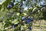 Vand rachiu (țuica) de prune 50 grade- producție proprie. Preț: 40 lei/ litru