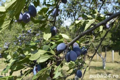Vand rachiu (țuica) de prune 50 grade- producție proprie. Preț: 40 lei/ litru foto
