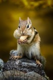 Tablou Canvas, "Veveriță pofticioasă pe buturugă aurie", Chipmunk, Alune, Copac, Natură, Blană, Ochii, Picioare, Fundal, Galben, Poză, Lemn, Bot, Față