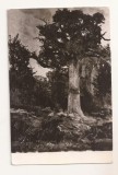 RF68 -Carte Postala- Muzeul de arta, Ion Andreescu, Stejarul, circulata 1962