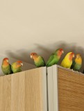 Vand familie 6 papagali Agapornis roseicollis adulti reproducatori