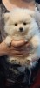 Pomeranian cu pedigree FCI