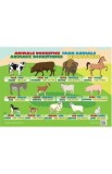 Plansa Animale domestice, Autor Anonim