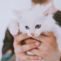 Angora Turceasca