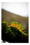 Tablou Canvas, "Licuricii muschiului la apusul soarelui", Muscă, Verde, Frăgezime, Natură, Textură, Delicatețe, Viață, Proaspăt, Vibrant, Contrast, Le