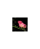 Freesia, Floare Simpla Pink, Roz, 5/6, 1 Bulb, Oem