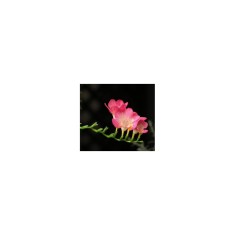 Freesia, Floare Simpla Pink, Roz, 5/6, 1 Bulb