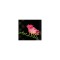 Freesia, Floare Simpla Pink, Roz, 5/6, 1 Bulb