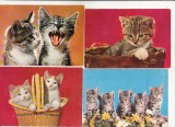 Bnk cp Pisici - lot 20 carti postale, Necirculata, Printata
