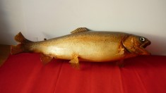 TROFEU DE RAPITOR, SALAU