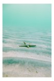 Tablou Canvas, "Stea singuratică pe nisip subacvatic", Stea, Ocean, Nisip, Calm, Verde, Liniște, Subacvatic, Solitar, Tranquilitate, Natură, 26 x 39 c
