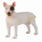 Caine bull terrier mascul - collecta