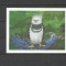GUYANA 1990 FAUNA PASARI DE PRADA