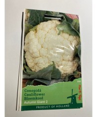 Seminte Conopida Autumn Giant Herfstreusen 0,5 g.