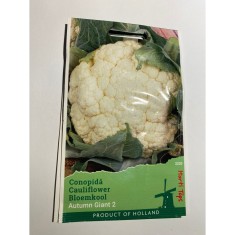 Seminte Conopida Autumn Giant Herfstreusen 0,5 g.