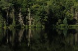 Tablou Canvas, "Reflecții tăcute pe lacul pădurii", Caldura, Liniste, Reflectie, Natura, Verdeata, Tranquilitate, Frumusete, Reflectii, Padure, Oglind