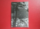 CARTE POSTALA - RPR - BUSTENI - VEDERE SPRE CARAIMAN