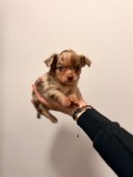 Chihuahua toy Merle, AS