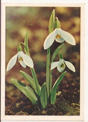 FA72-Carte Postala- RUSIA - Pravda, Ghiocei, necirculata 1965 foto