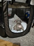 Bulldog francez blue talie mică, Royal Canin
