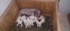 Lagotto Romagnolo