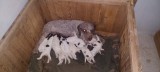 Lagotto Romagnolo