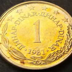 Moneda 1 DINAR - RSF YUGOSLAVIA, anul 1981 *cod 906 - ultimul an de batere