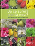 De ce sufera planta mea? Remedii pentru gradina de acasa