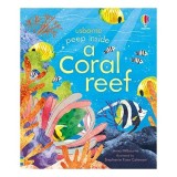 Peep Inside a Coral Reef