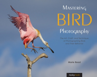 Mastering Bird Photography: The Art, Craft, and Technique of Photographing Birds and Their Behavior foto