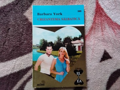 CRIZANTEMA SALBATICA - BARBARA YORK (6) foto