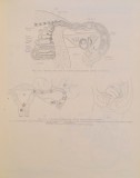 ANATOMIA DEZVOLTARII OMULUI , EMBRIOLOGIE MEDICALA de ARMAND ANDRONESCU , 1987 , * LIPSA PAGINA DE TITLU
