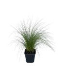 Stipa tenuissima &#039;Pony Tail&#039; &ndash; Iarbă ornamentală, verde-aurie, plantă la ghiveci 10 cm
