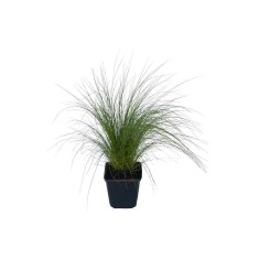 Stipa tenuissima &#039;Pony Tail&#039; &ndash; Iarbă ornamentală, verde-aurie, plantă la ghiveci 10 cm