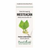 Extract din muguri de mesteacan, 50ml, PlantExtrakt