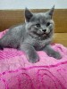 V&acirc;nd pisicuti british shorthair, #1 All Systems