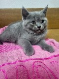 V&acirc;nd pisicuti british shorthair