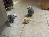 Cuplu de papagali gri africani caută o casă nouă