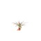 Planta aeriană Tillandsia Multiflora red - Medie