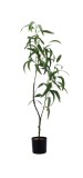 Cumpara ieftin Planta artificiala verde in ghiveci IIII 12,5 x 110 cm