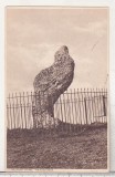 Bnk cp Anglia - The Rollright Stones - The King Stone - necirculata, Printata