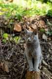 Tablou Canvas, "Pisică gri &icirc;n pădurea &icirc;nsorită", Pisică, Gri, Ochii-Maronii, Pădure, Natură, Curiozitate, Postură, Blană-Moale, Lumina, Fundal-Verde.,