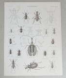 G Aikman &quot;Entomology&quot; gravura veche, Natura, Cerneala, Altul