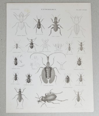 G Aikman &amp;quot;Entomology&amp;quot; gravura veche foto