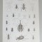 G Aikman &quot;Entomology&quot; gravura veche
