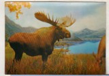 bnk cp Carte postala 3D - Fauna - Elan - Japonia - Wonder Co SSP-206