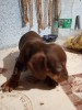 Teckel pui , sorecar , dachshund.