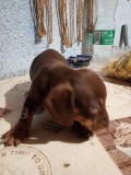 Teckel pui , sorecar , dachshund.
