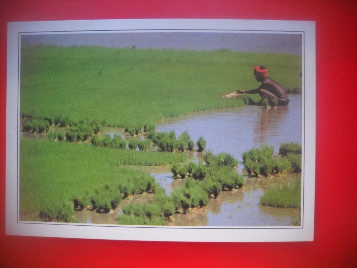 HOPCT 5222 CULEGATOR DE OREZ-SHIMOGA -INDIA -ASIA-NECIRCULATA